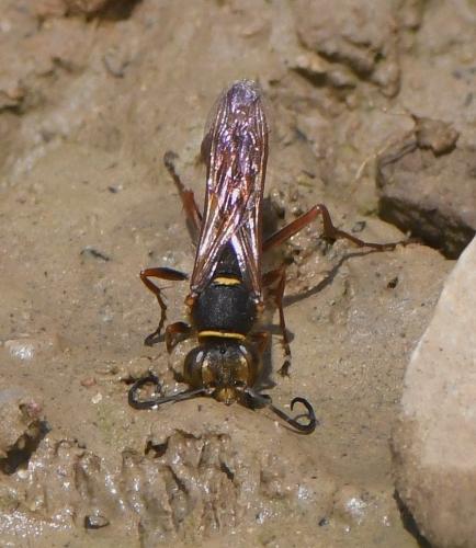 Sceliphron curvatum